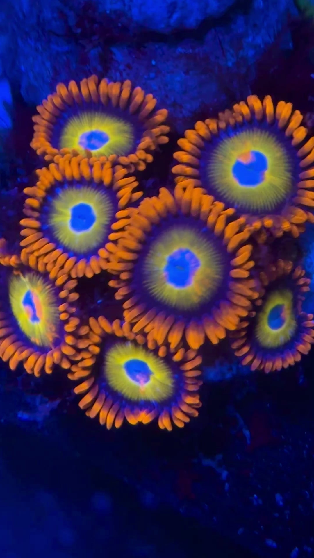 Blue Eyed Blonde Zoa