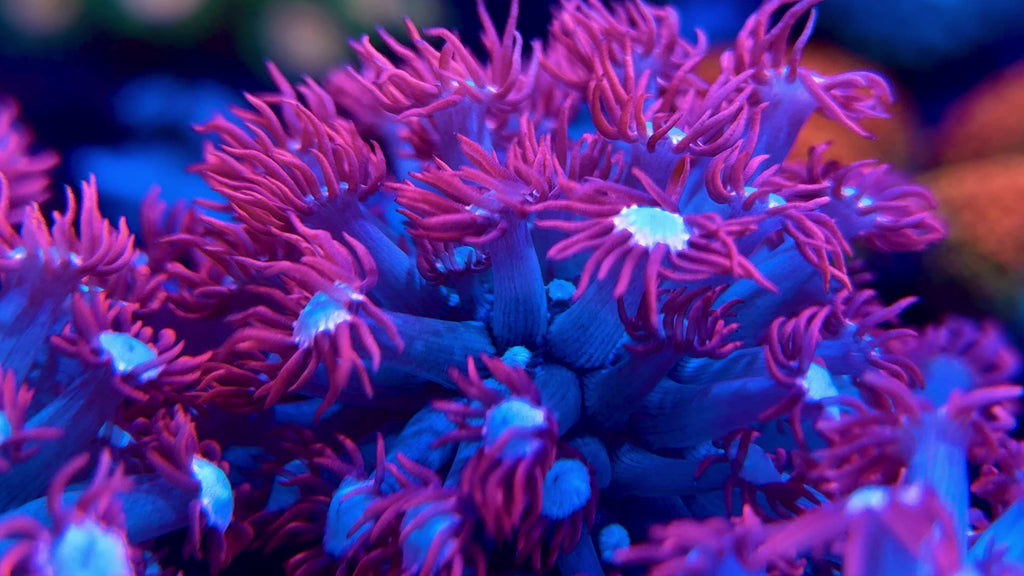 Bubblegum Pink Alveopora
