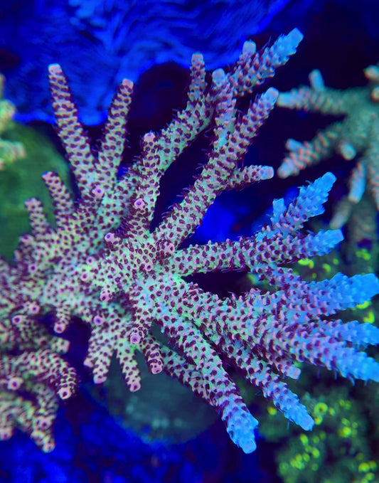 SR Blue Bonnet Acropora