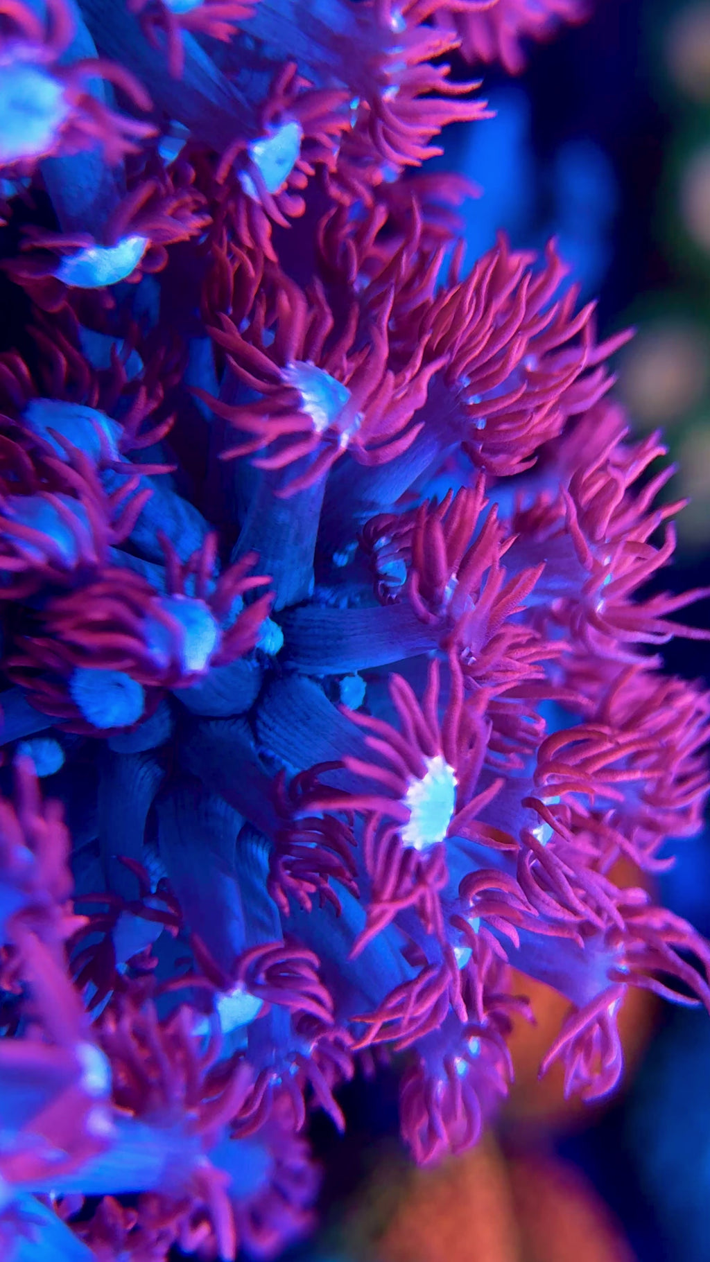 Bubblegum Pink Alveopora
