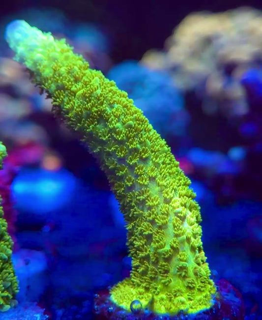 WYSIWYG Bali Green Slimer Acropora