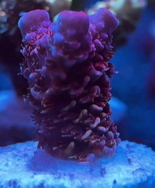 WYSIWYG SR Aiana’s Heisenberg Spathulata Acropora