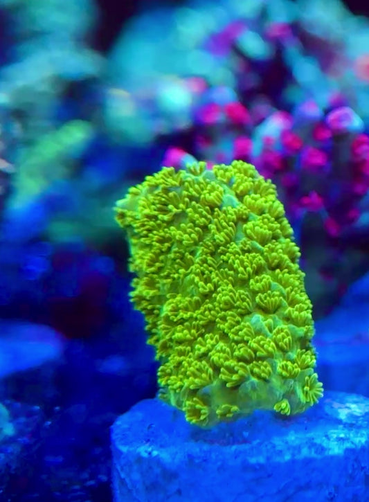 WYSIWYG Nub Bali Green Slimer Acropora