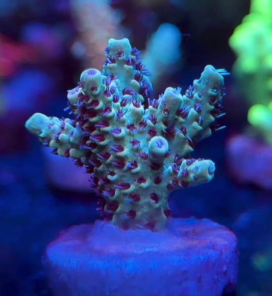 WYSIWYG SR Blue Bonnet Acropora