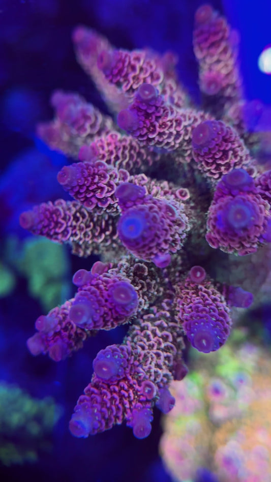 SR Aiana’s Heisenberg Spathulata Acropora