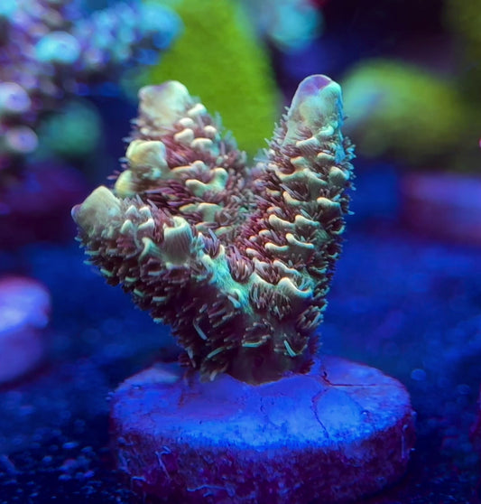 WYSIWYG SR Maximus Acropora