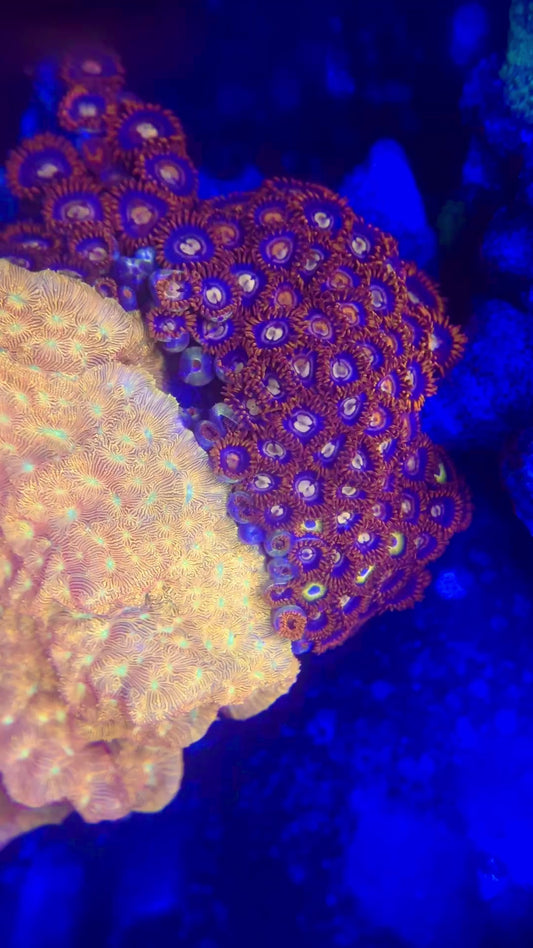 Combo Rock Zoanthid/Jack-o-Lantern Leptoseris