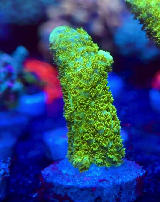 WYSIWYG Bali Green Slimer Acropora