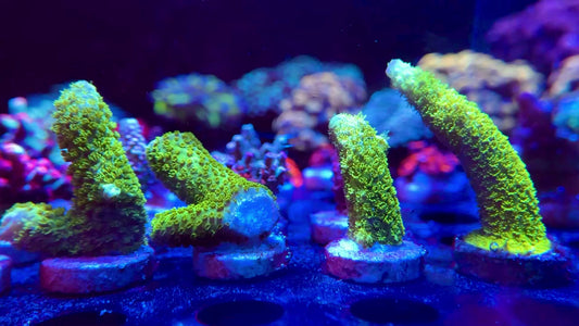 Bali Green Slimer Acropora