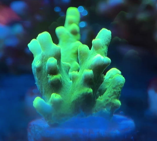 WYSIWYG Neon Green Acropora Rosaria