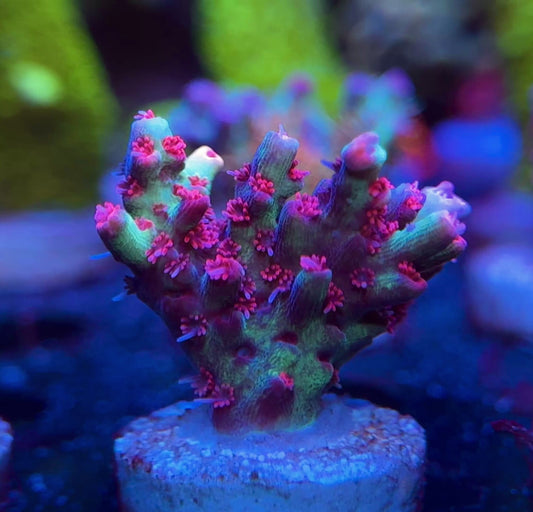 WYSIWYG Strawberry Shortcake Acropora