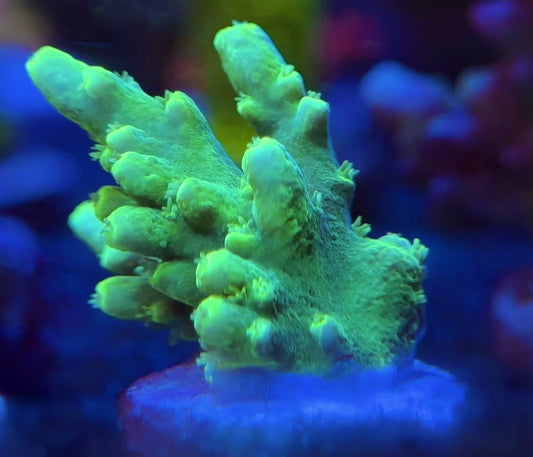 WYSIWYG Neon Green Acropora Rosaria