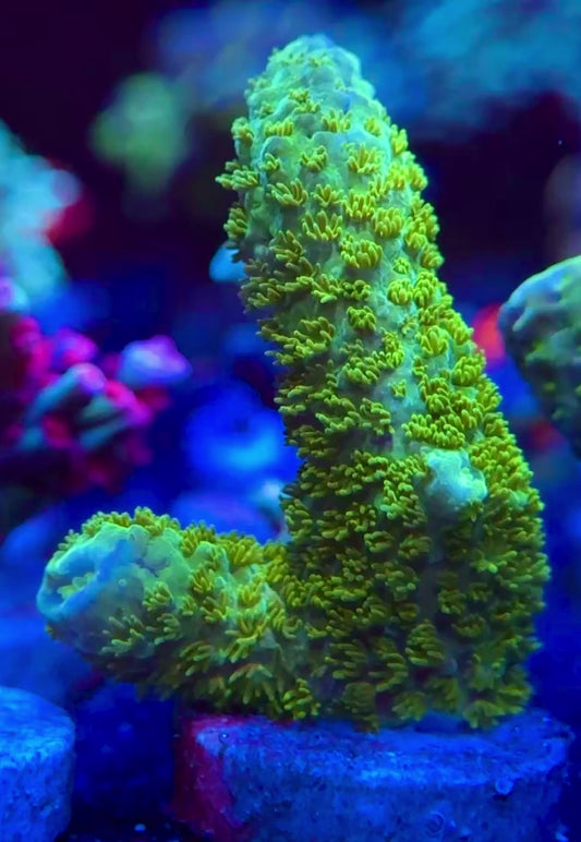 WYSIWYG Bali Green Slimer Acropora