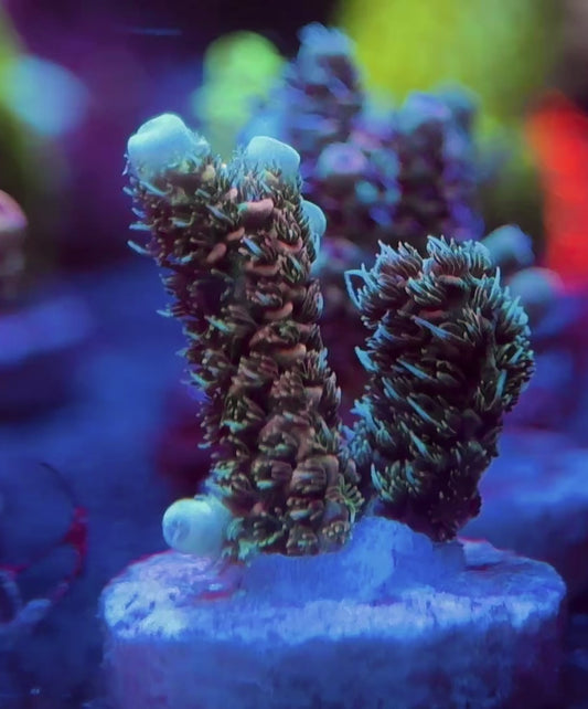 WYSIWYG SR Pineapple Millepora Acropora Frag