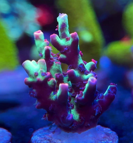 WYSIWYG Strawberry Shortcake Acropora