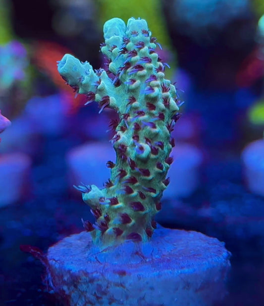 WYSIWYG SR Blue Bonnet Acropora