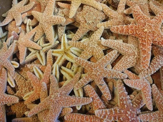 Dried Sugar Starfish asterias rubens