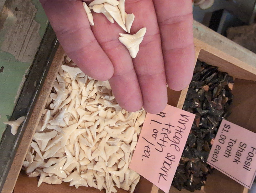 Genuine Shark Teeth Mixed Lot