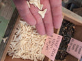 Genuine Shark Teeth Mixed Lot