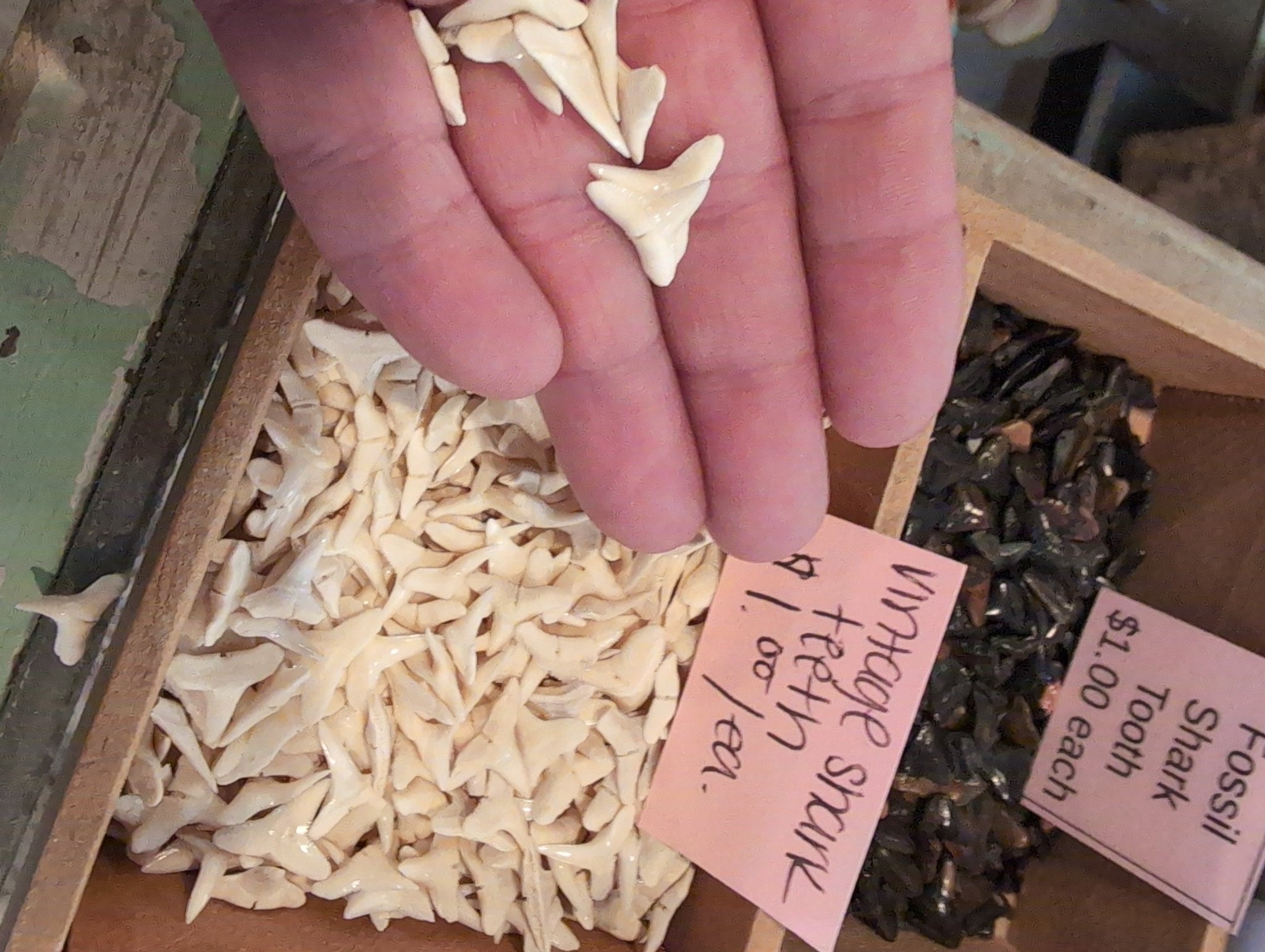 Genuine Shark Teeth Mixed Lot