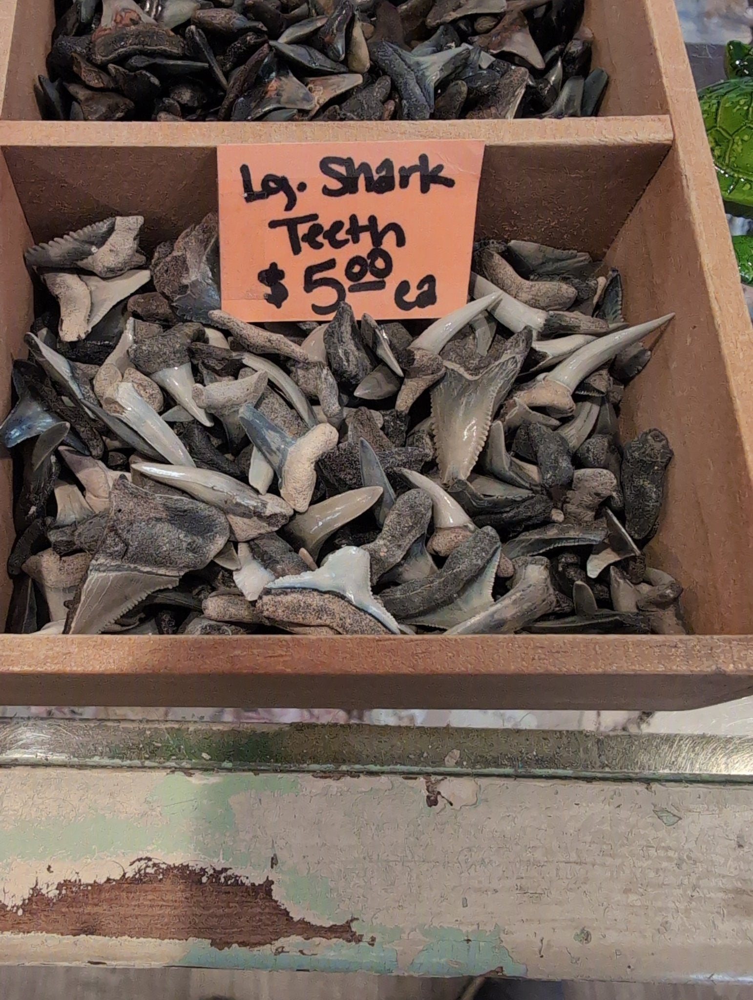 Genuine Shark Teeth Mixed Lot