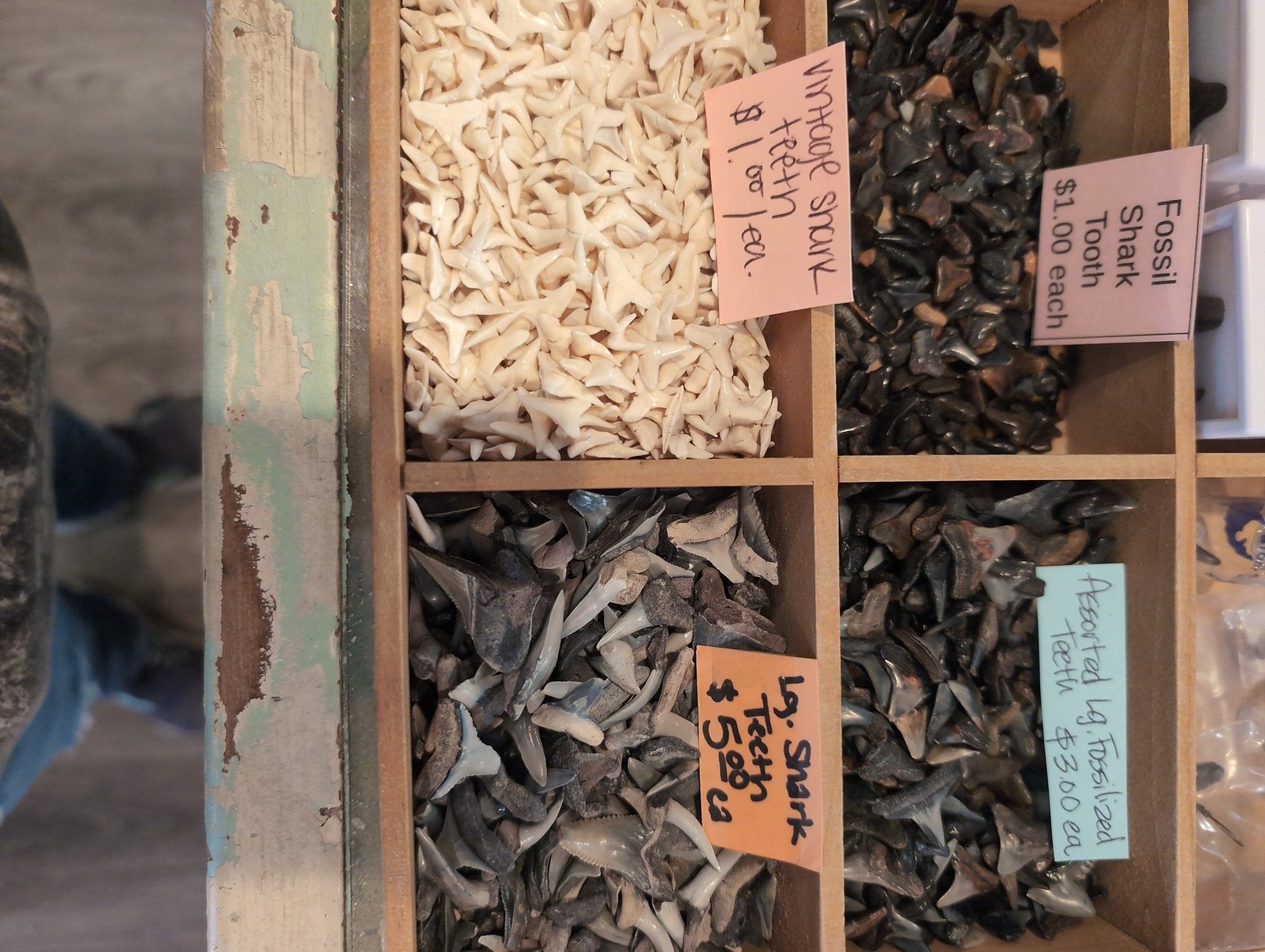 Genuine Shark Teeth Mixed Lot
