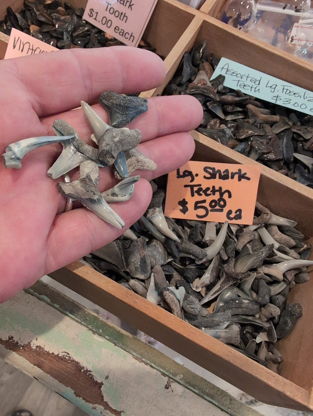 Genuine Shark Teeth Mixed Lot