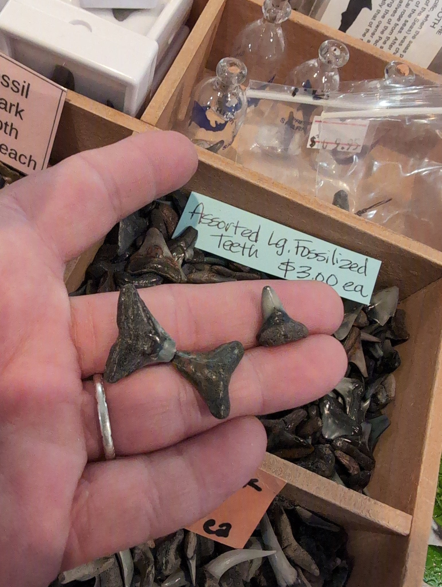 Genuine Shark Teeth Mixed Lot