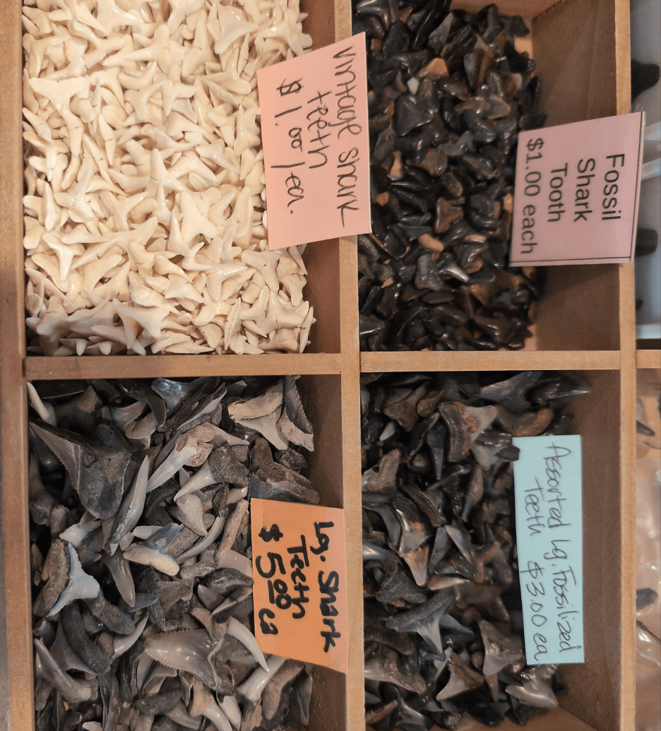 Genuine Shark Teeth Mixed Lot