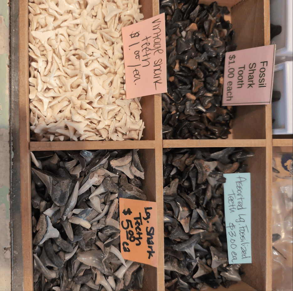 Genuine Shark Teeth Mixed Lot