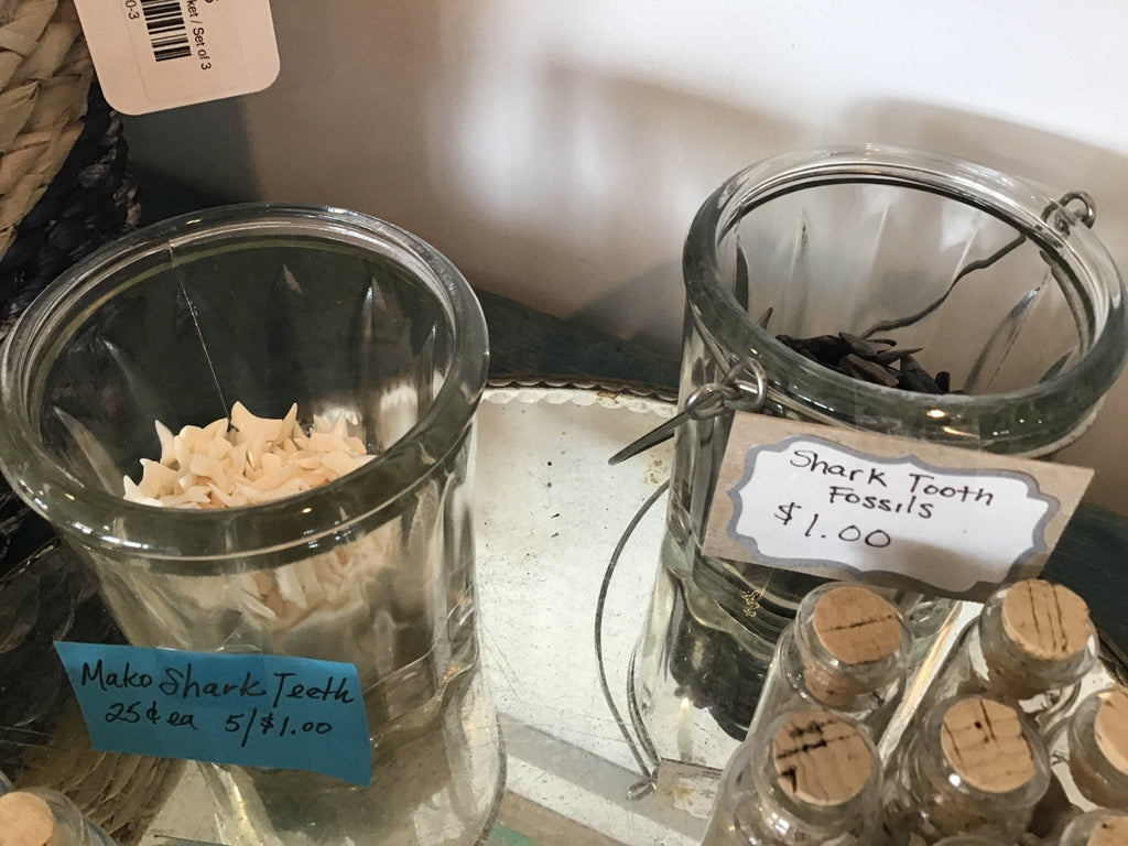 Genuine Shark Teeth Mixed Lot