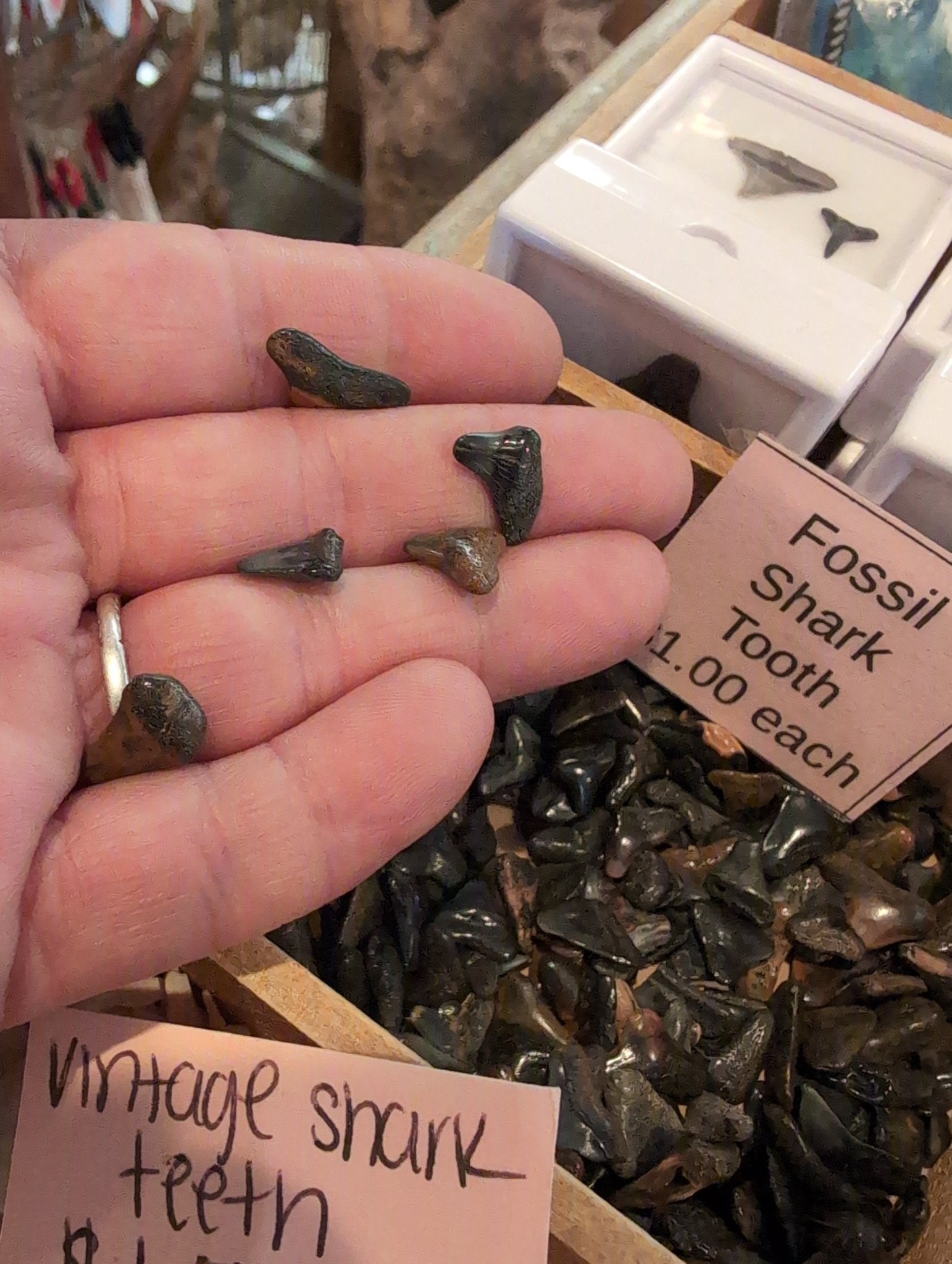 Genuine Shark Teeth Mixed Lot