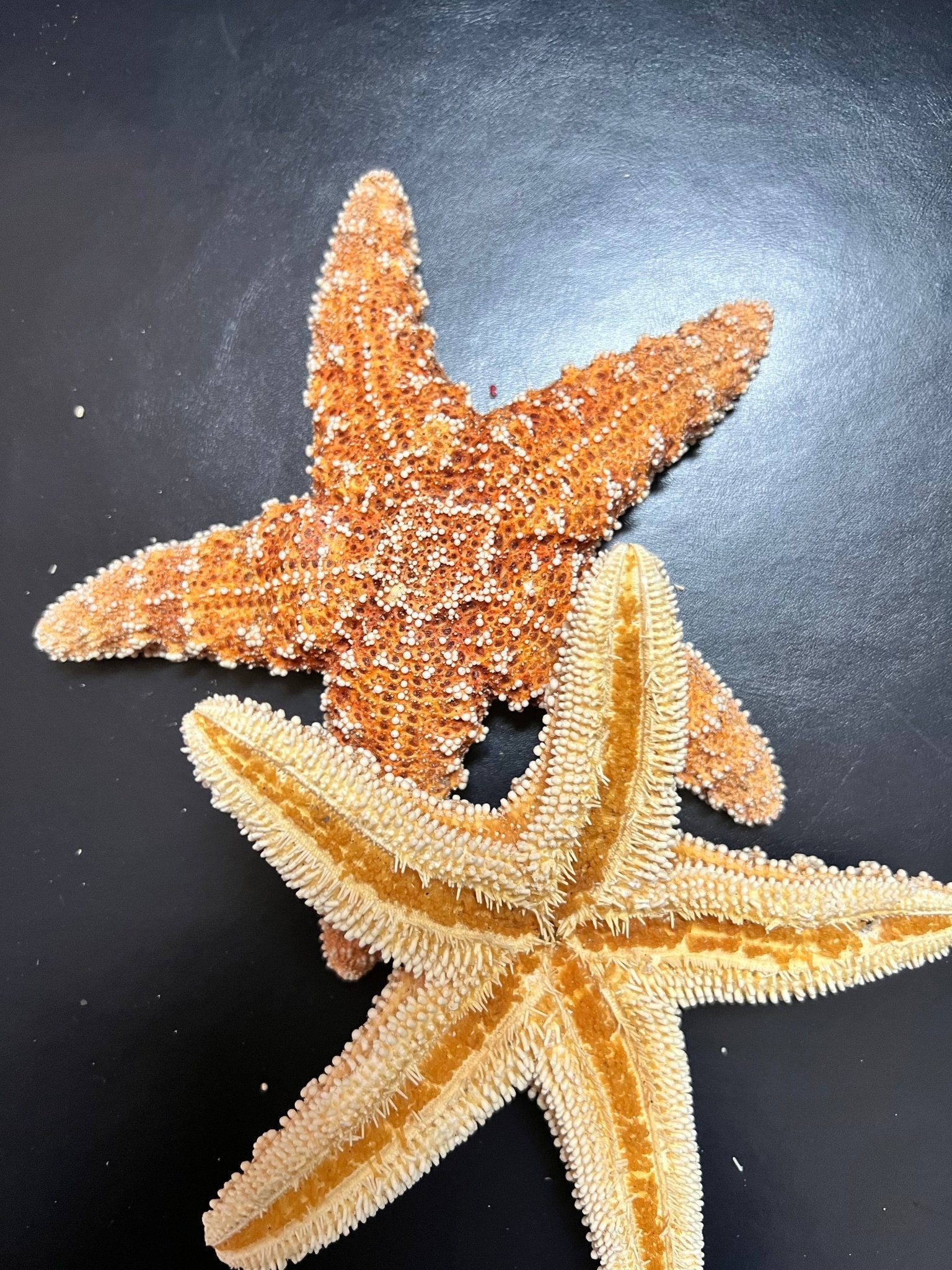Dried Sugar Starfish asterias rubens