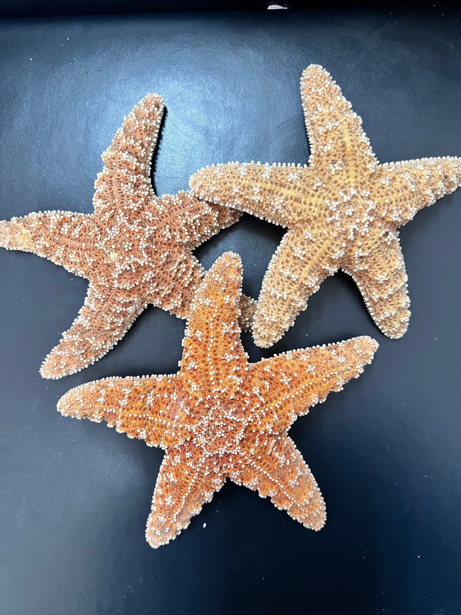 Dried Sugar Starfish asterias rubens