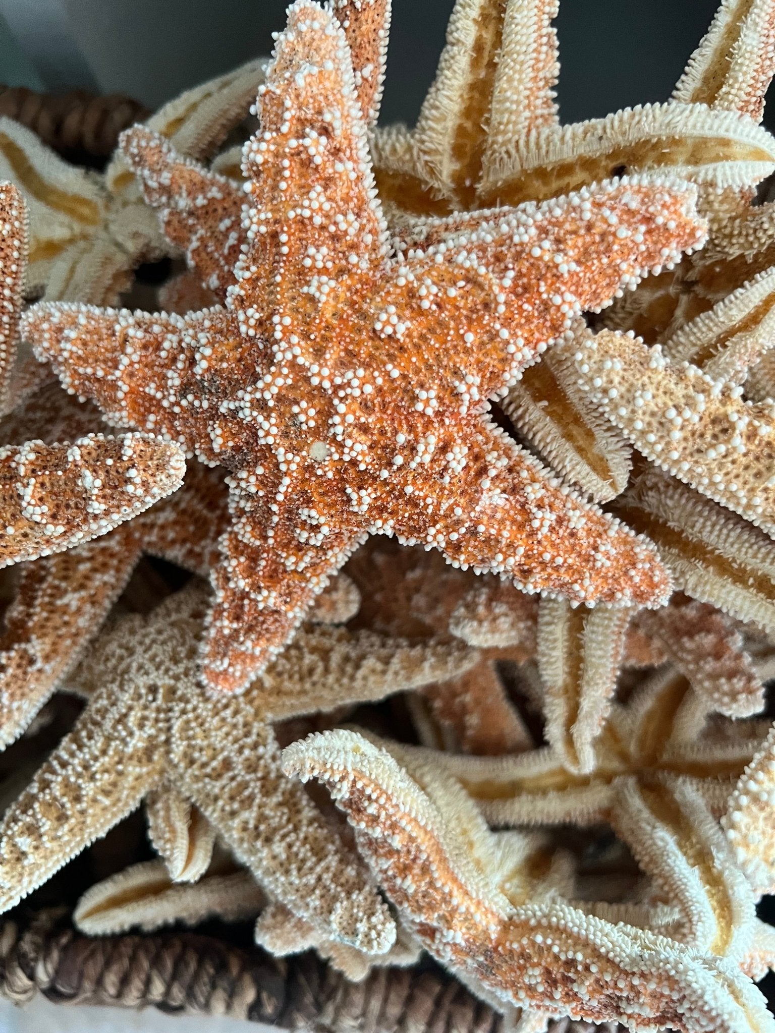 Dried Sugar Starfish asterias rubens
