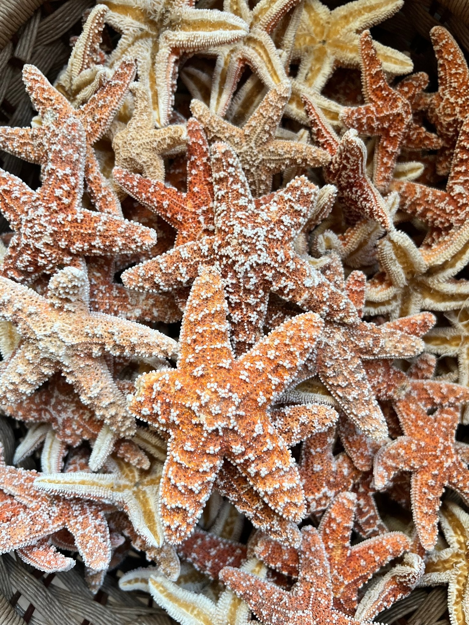 Dried Sugar Starfish asterias rubens