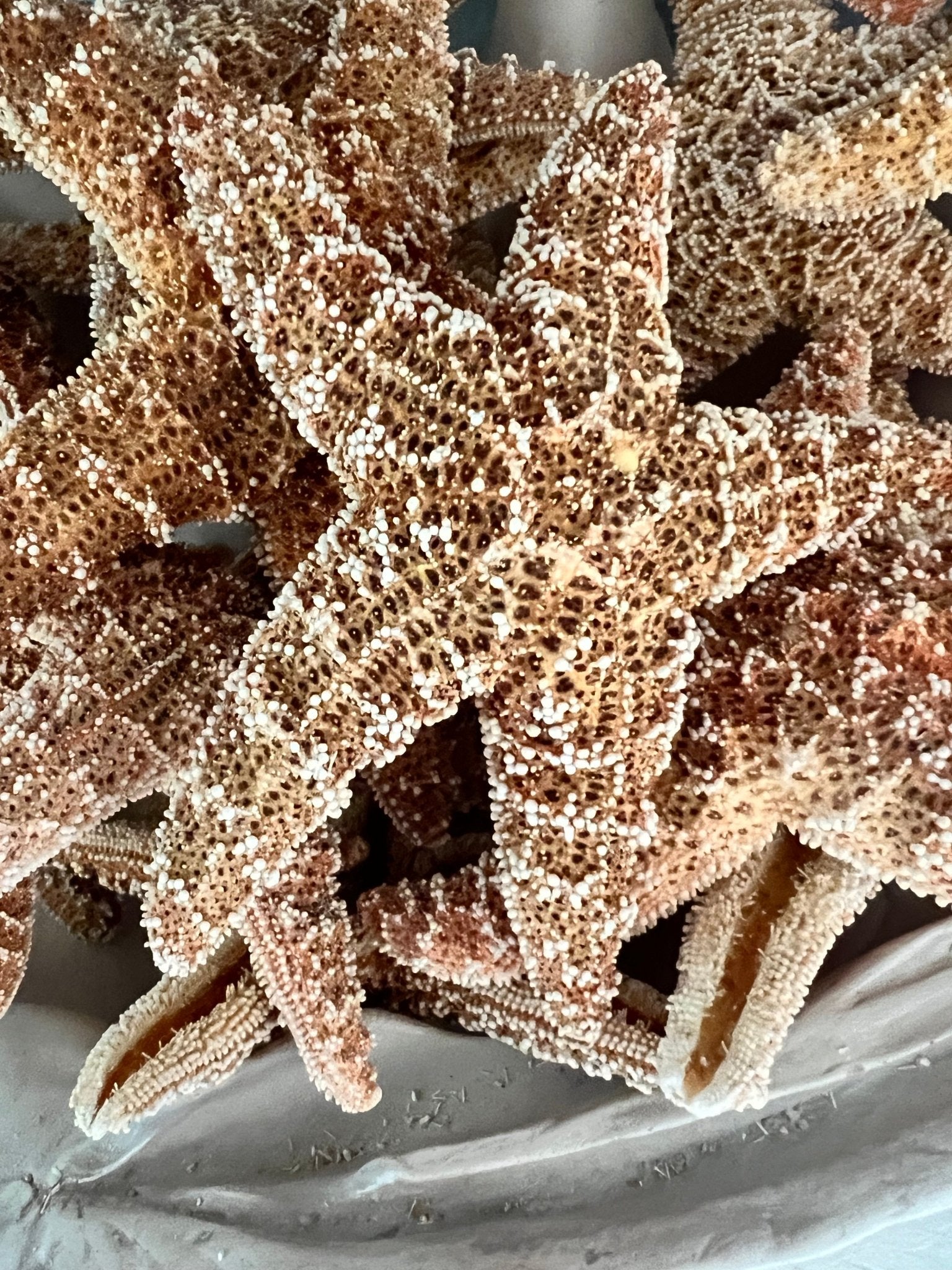 Dried Sugar Starfish asterias rubens