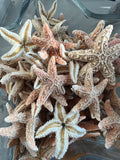 Dried Sugar Starfish asterias rubens
