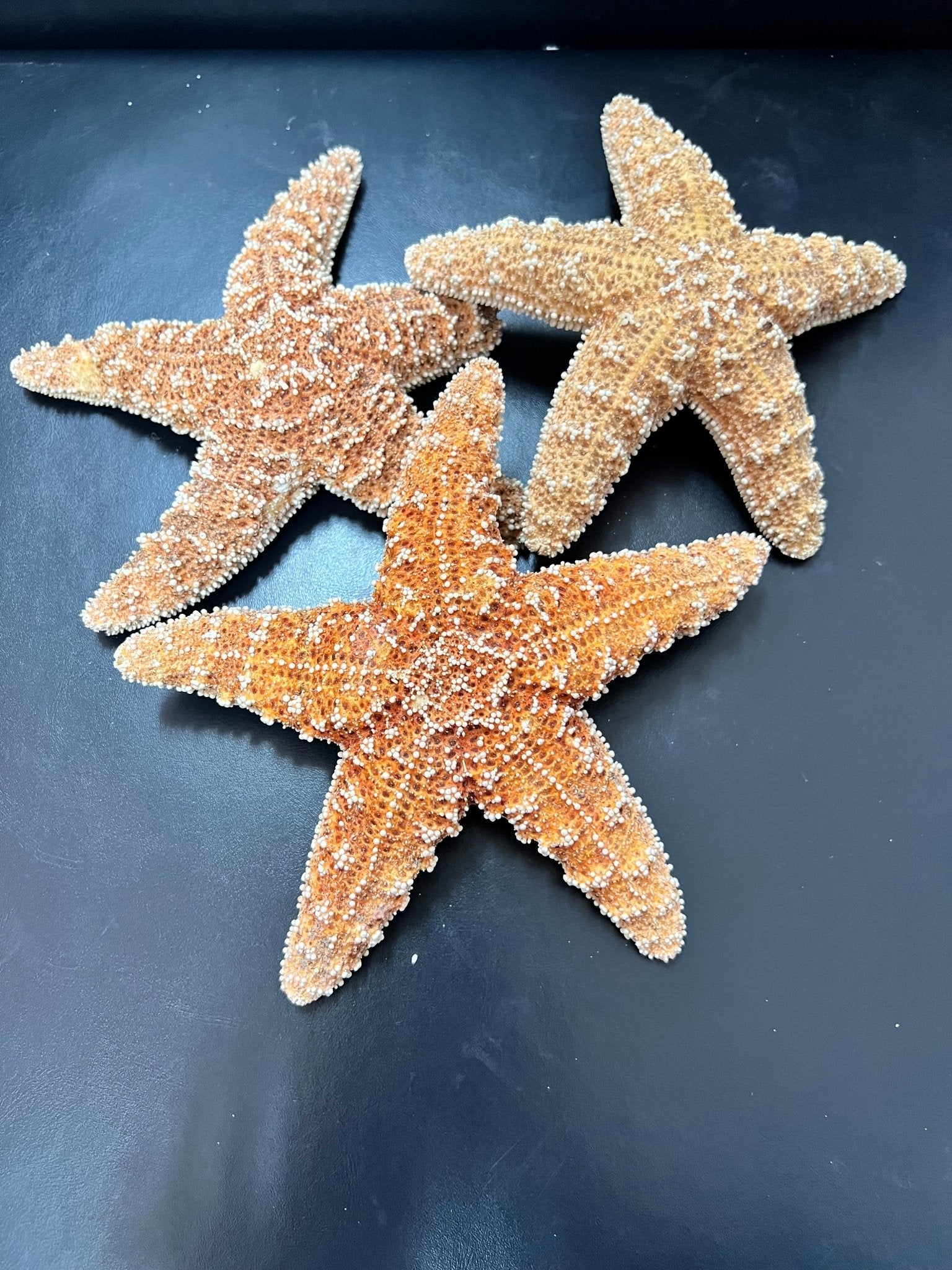 Dried Sugar Starfish asterias rubens