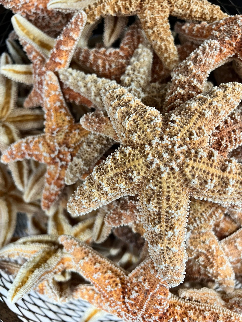 Dried Sugar Starfish asterias rubens