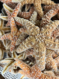 Dried Sugar Starfish asterias rubens