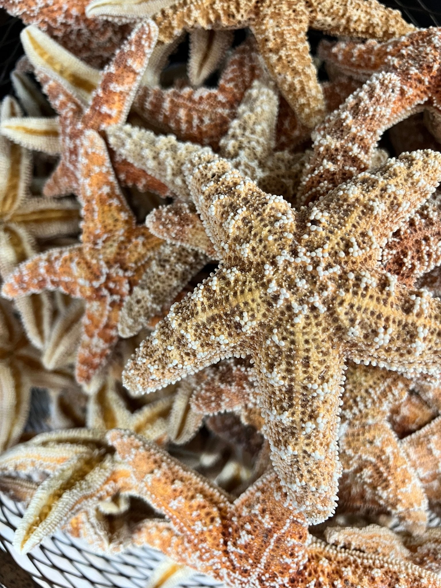 Dried Sugar Starfish asterias rubens