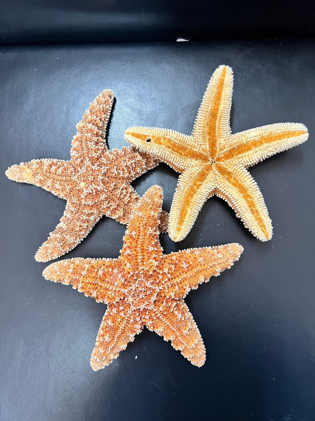 Dried Sugar Starfish asterias rubens