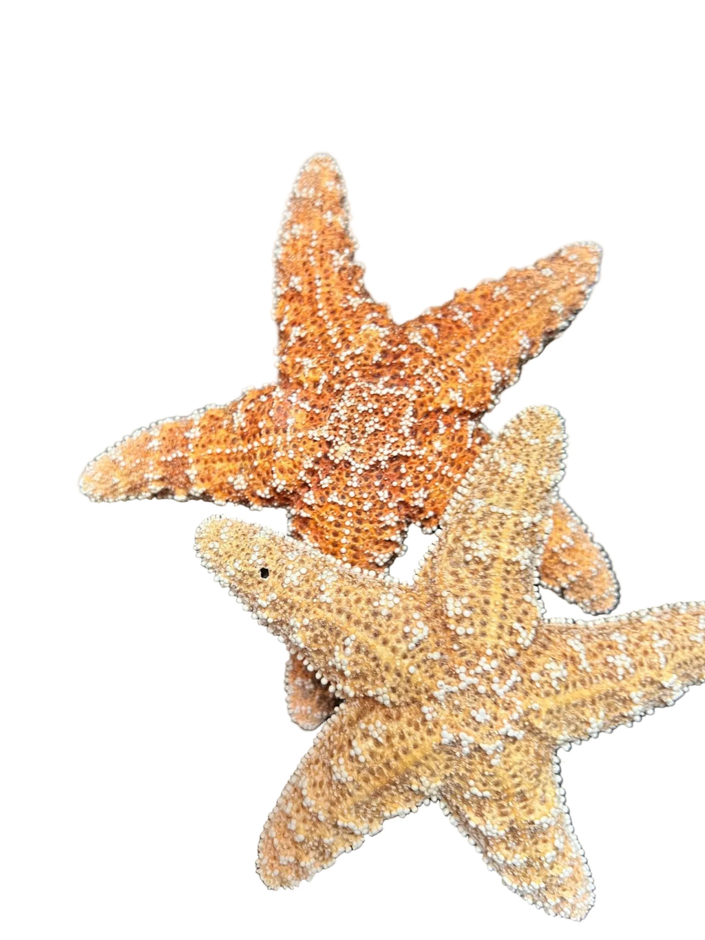 Dried Sugar Starfish asterias rubens