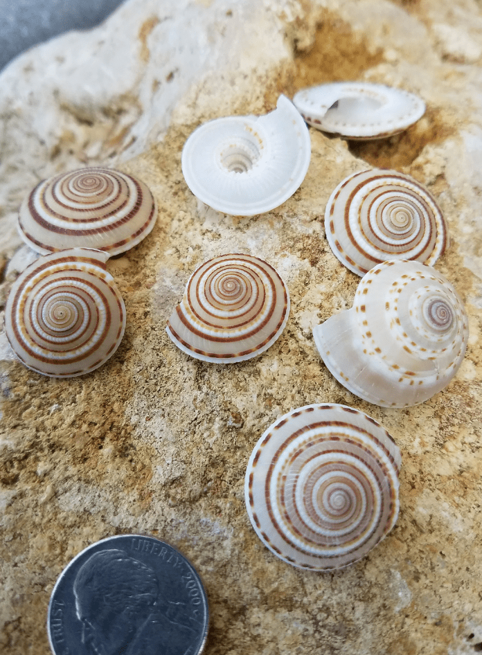 Sundial Shell Architectonica Perspectiva