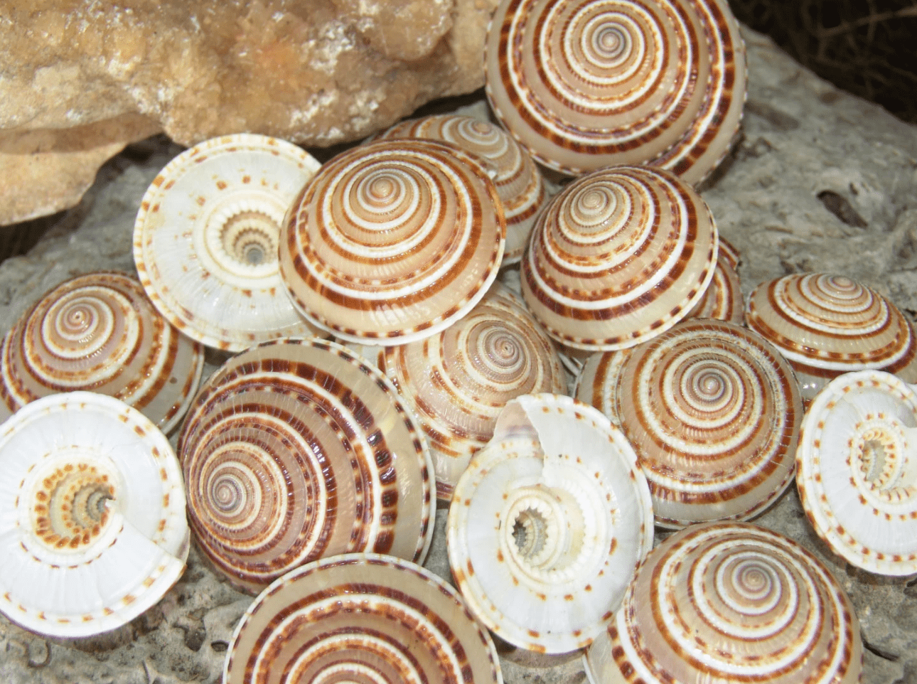 Sundial Shell Architectonica Perspectiva