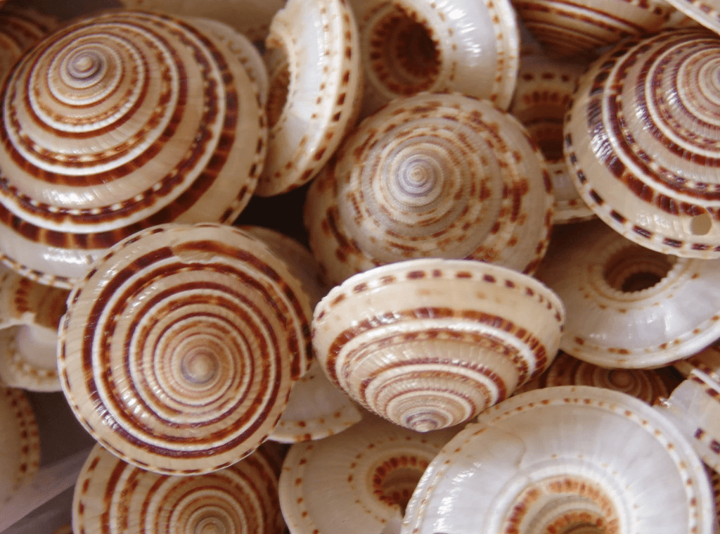 Sundial Shell Architectonica Perspectiva