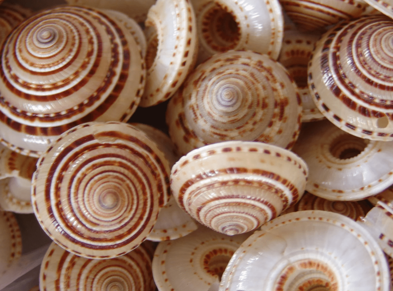 Sundial Shell Architectonica Perspectiva