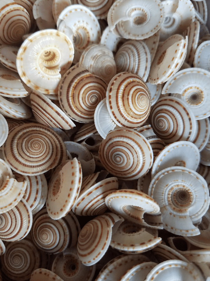 Sundial Shell Architectonica Perspectiva