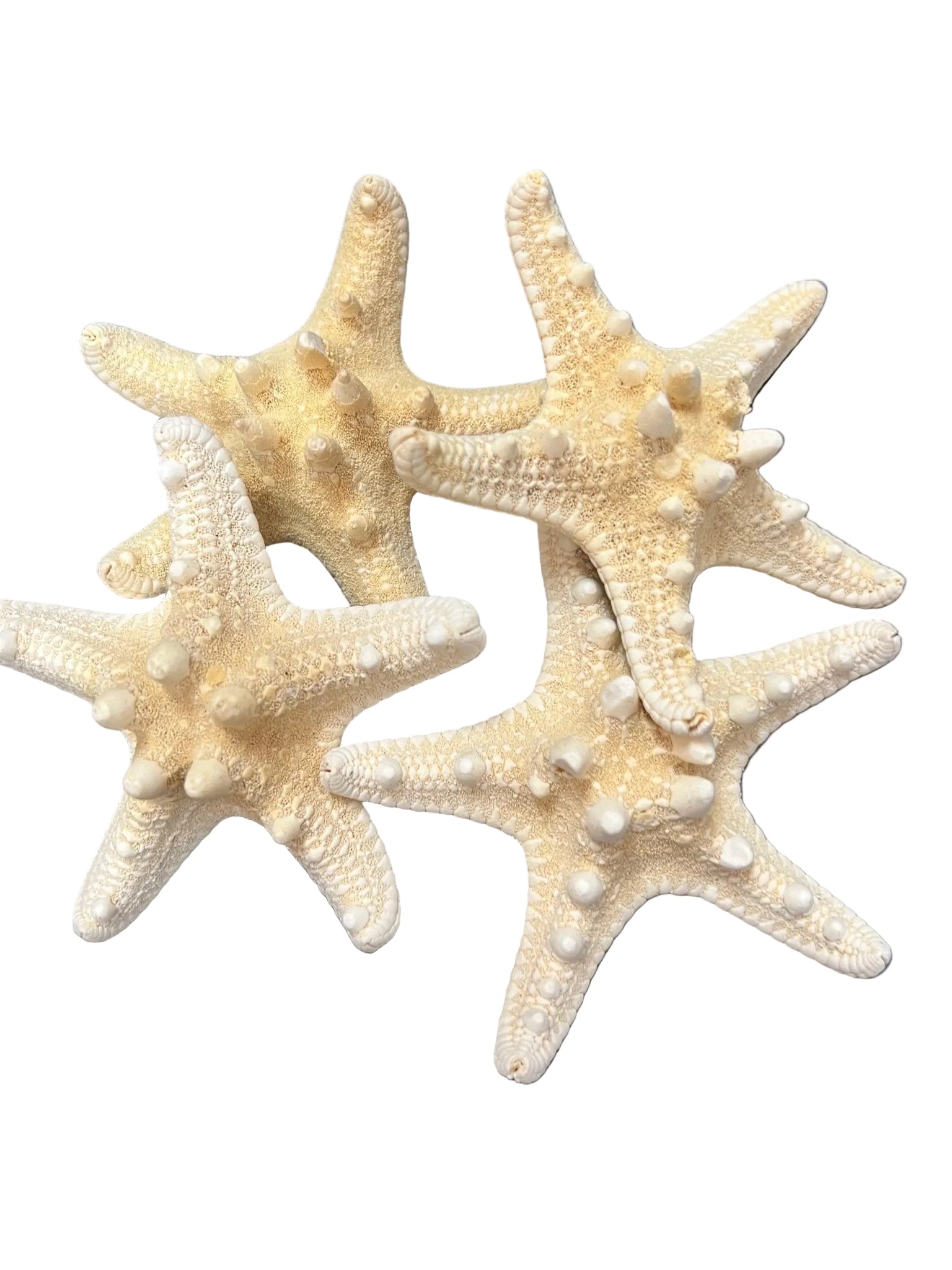 Four White Knobby Armoured starfish on a dark gray background